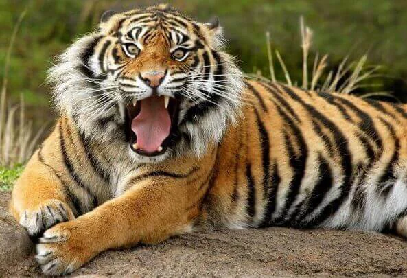 national-animal-of-india-tiger